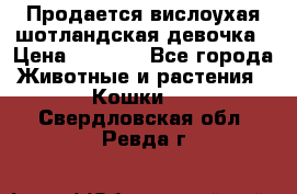 Продается вислоухая шотландская девочка › Цена ­ 8 500 - Все города Животные и растения » Кошки   . Свердловская обл.,Ревда г.